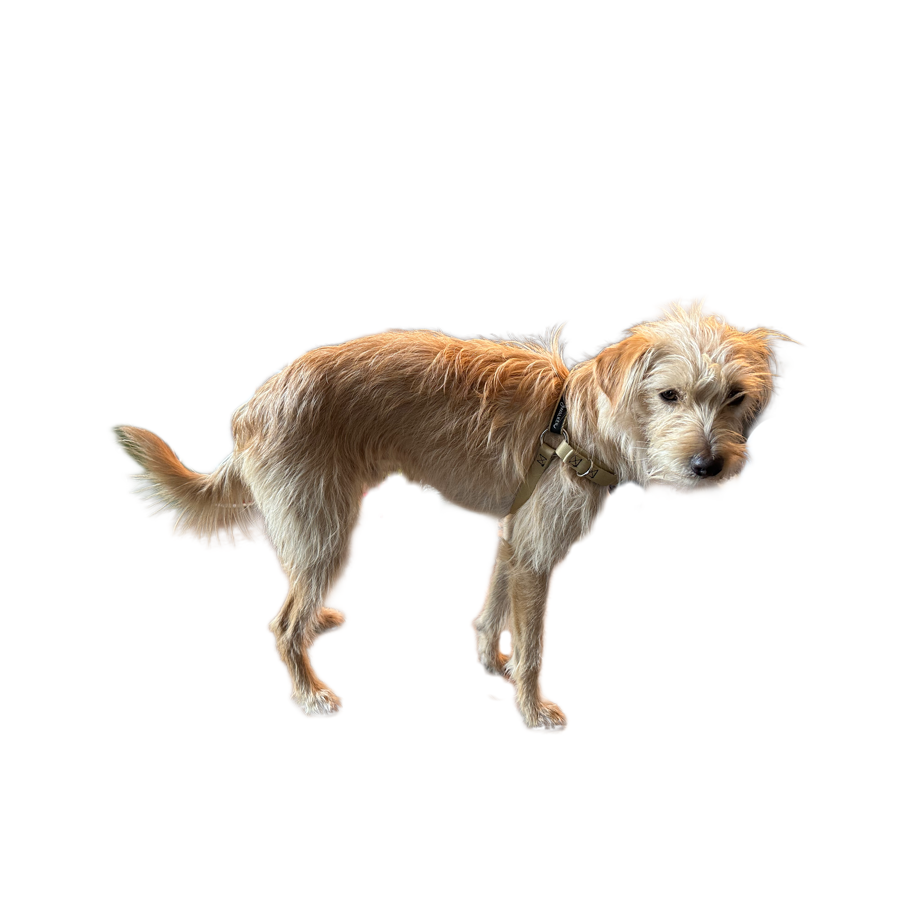 JWalker Side Attachment No-Pull Dog Harness, California Gold