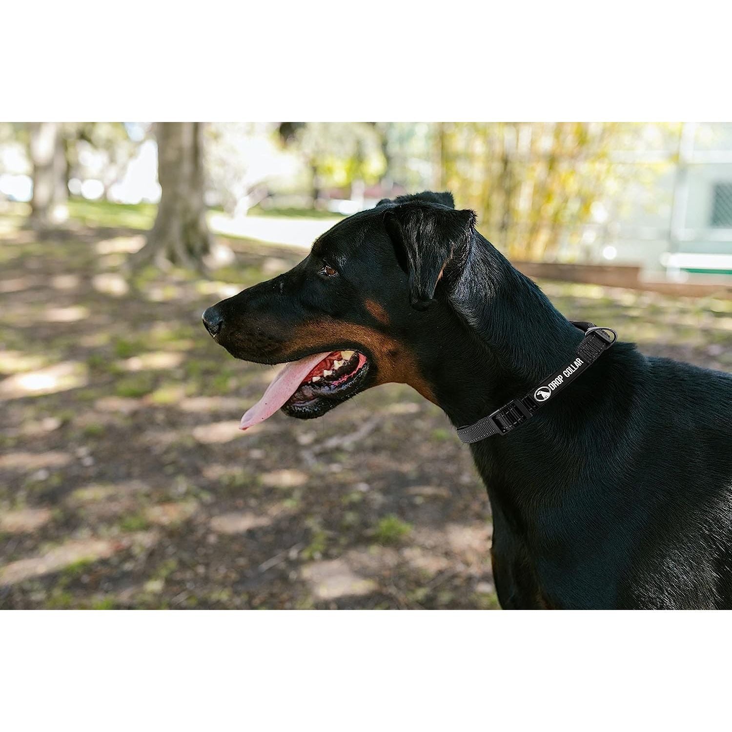 Drop Collar Reflective Nylon Dog Collar with Patent Pending Upright Leash Connection Point