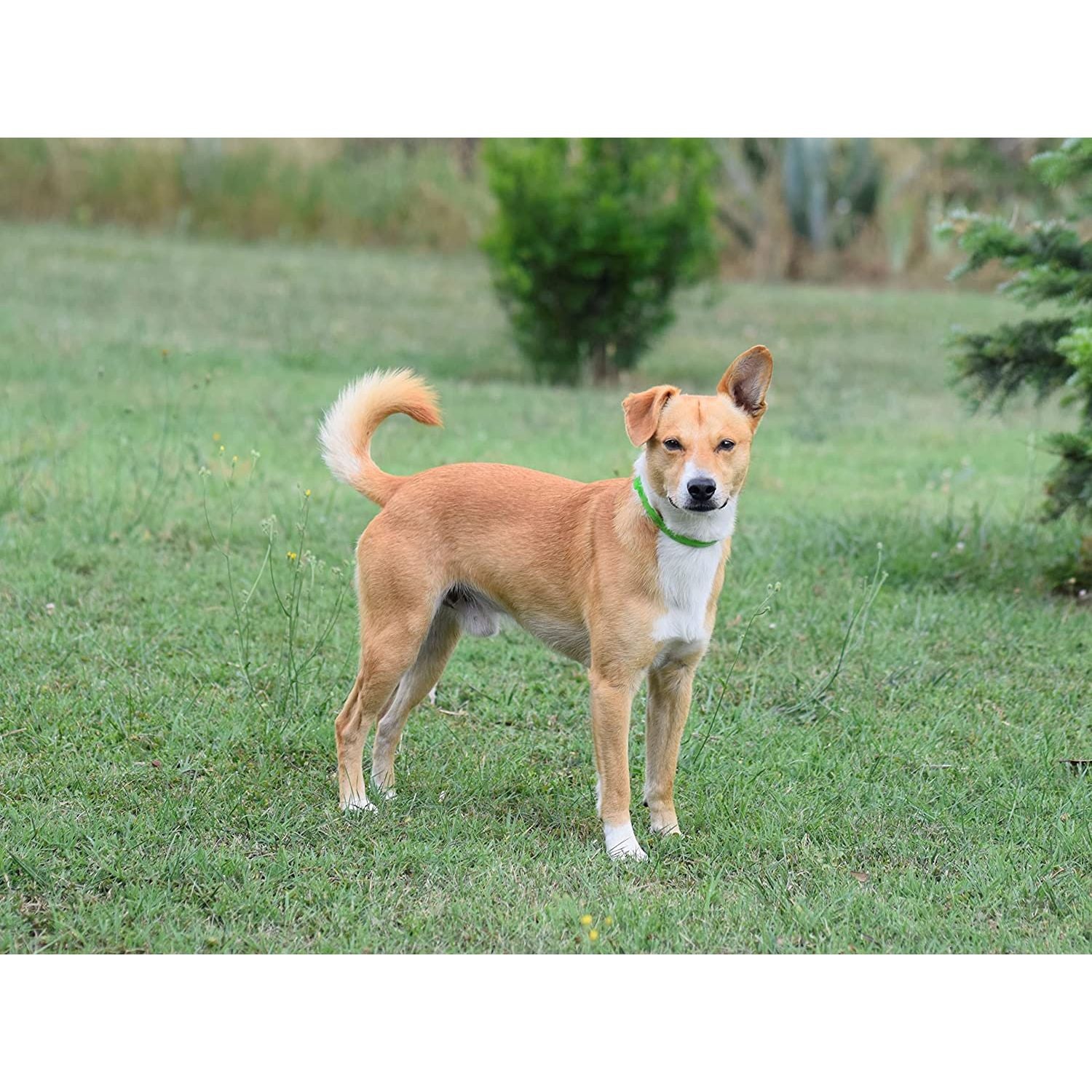 ALZOO Hemp Dog Collar | Sustainably and Safely Helps to Support Your Pet's Mobility