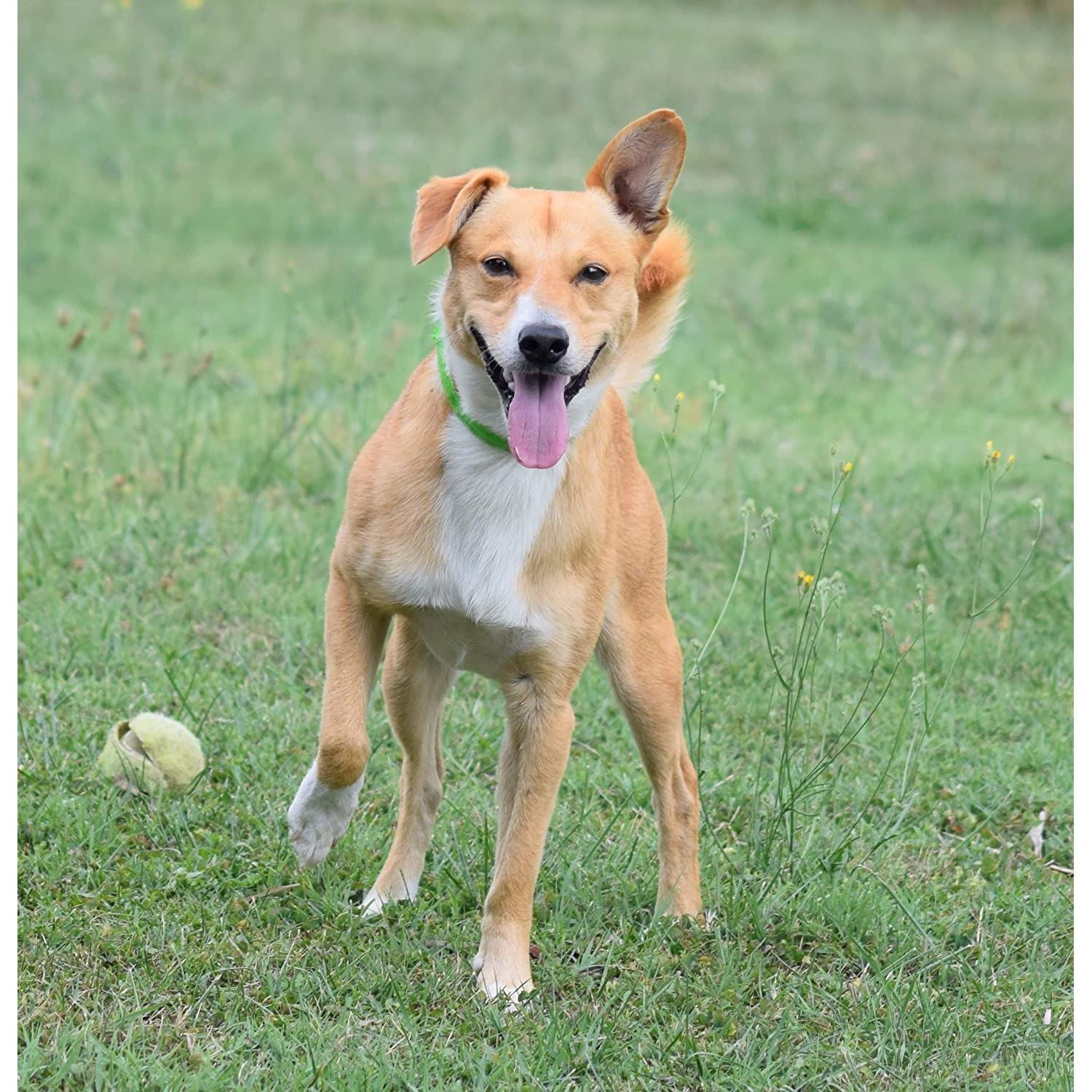 ALZOO Hemp Dog Collar | Sustainably and Safely Helps to Support Your Pet's Mobility