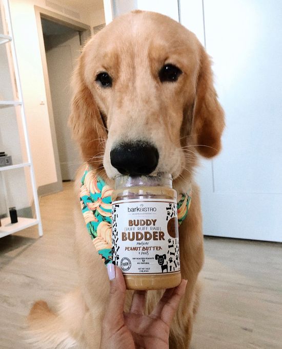 From Paws to Peanut Butter: Essential Insights for New Dog Owners