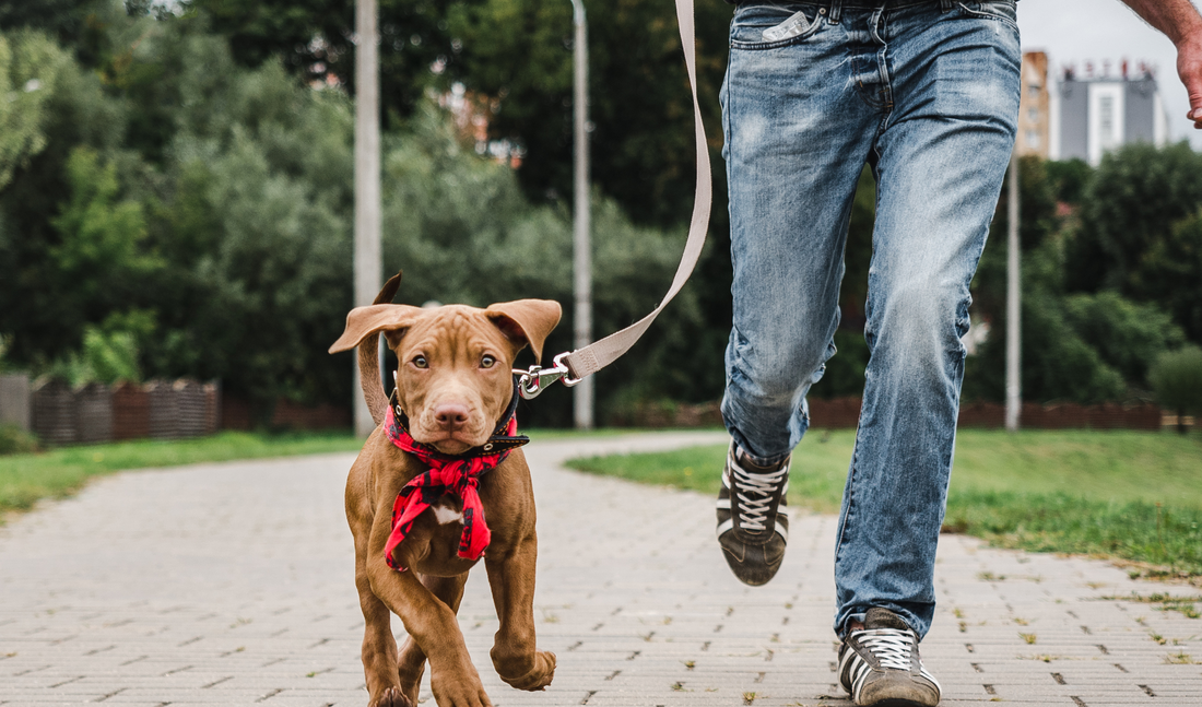 About Us: My Elite Pet