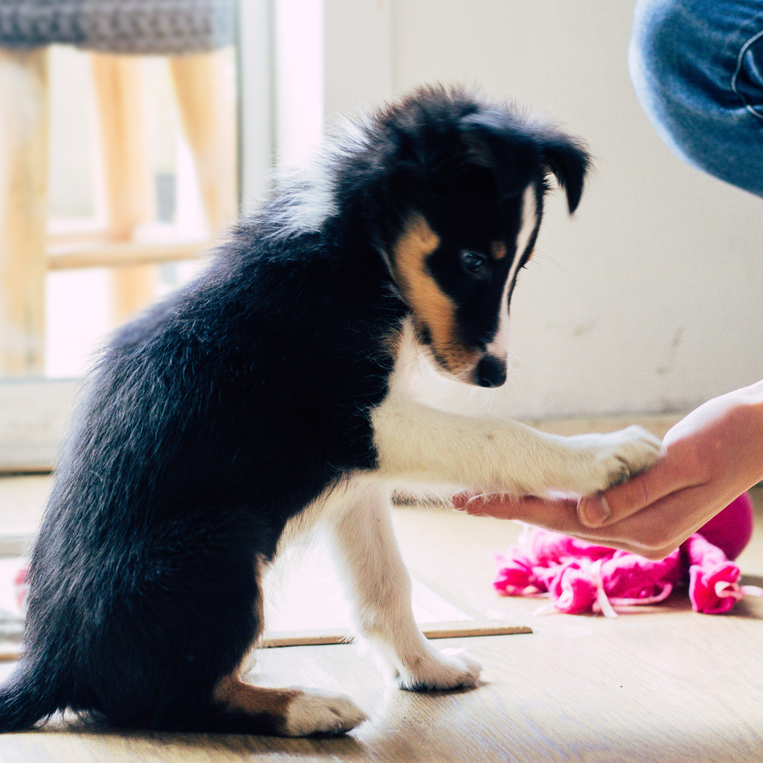 About Us: The Heart Behind My Elite Pet