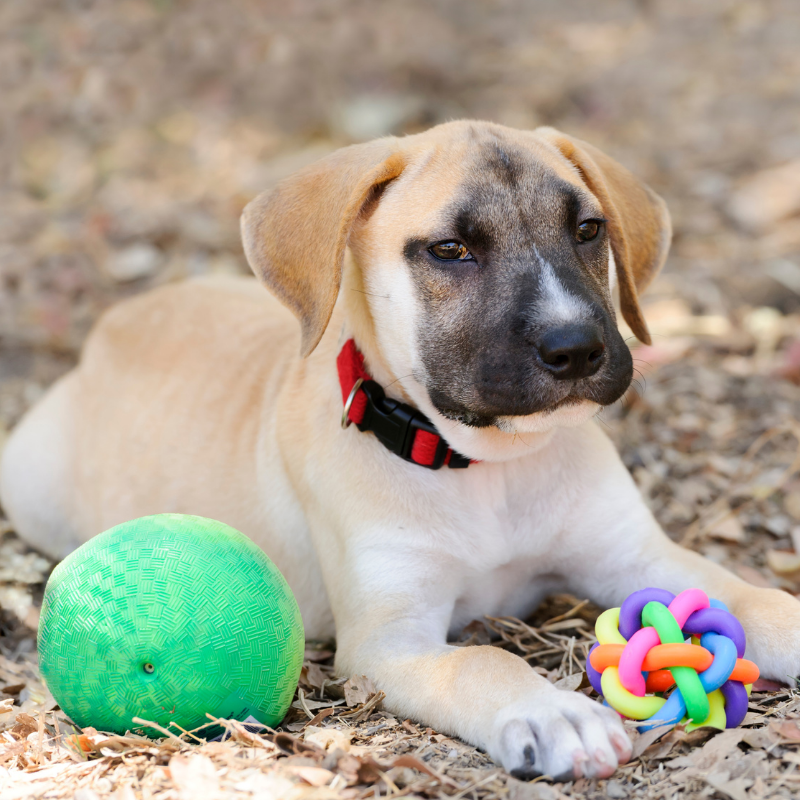 Dog Toys