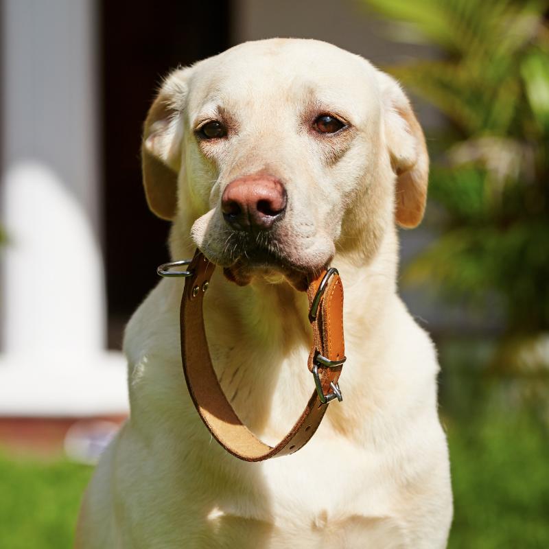 Harnesses, Collars & Leashes