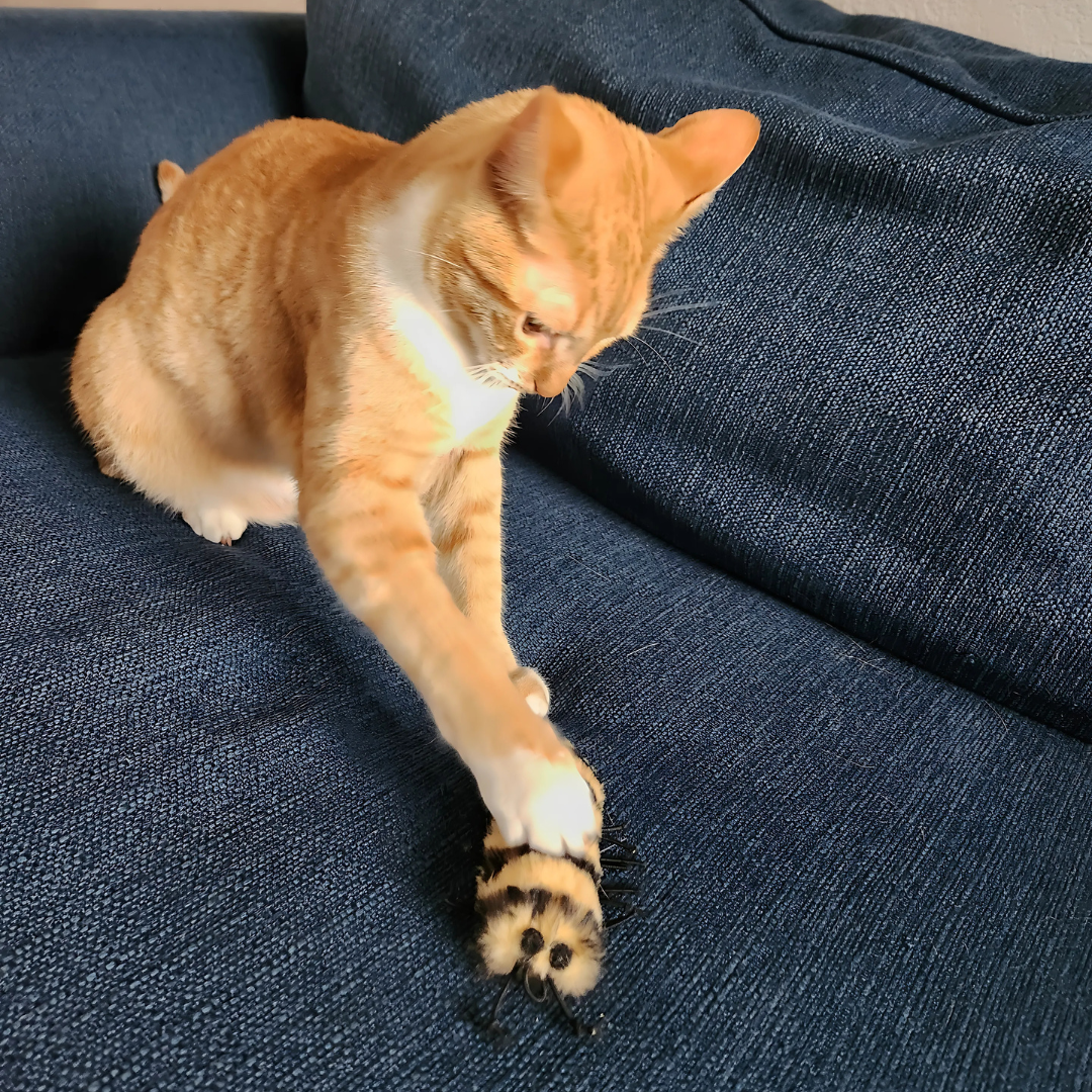 Cat Toys