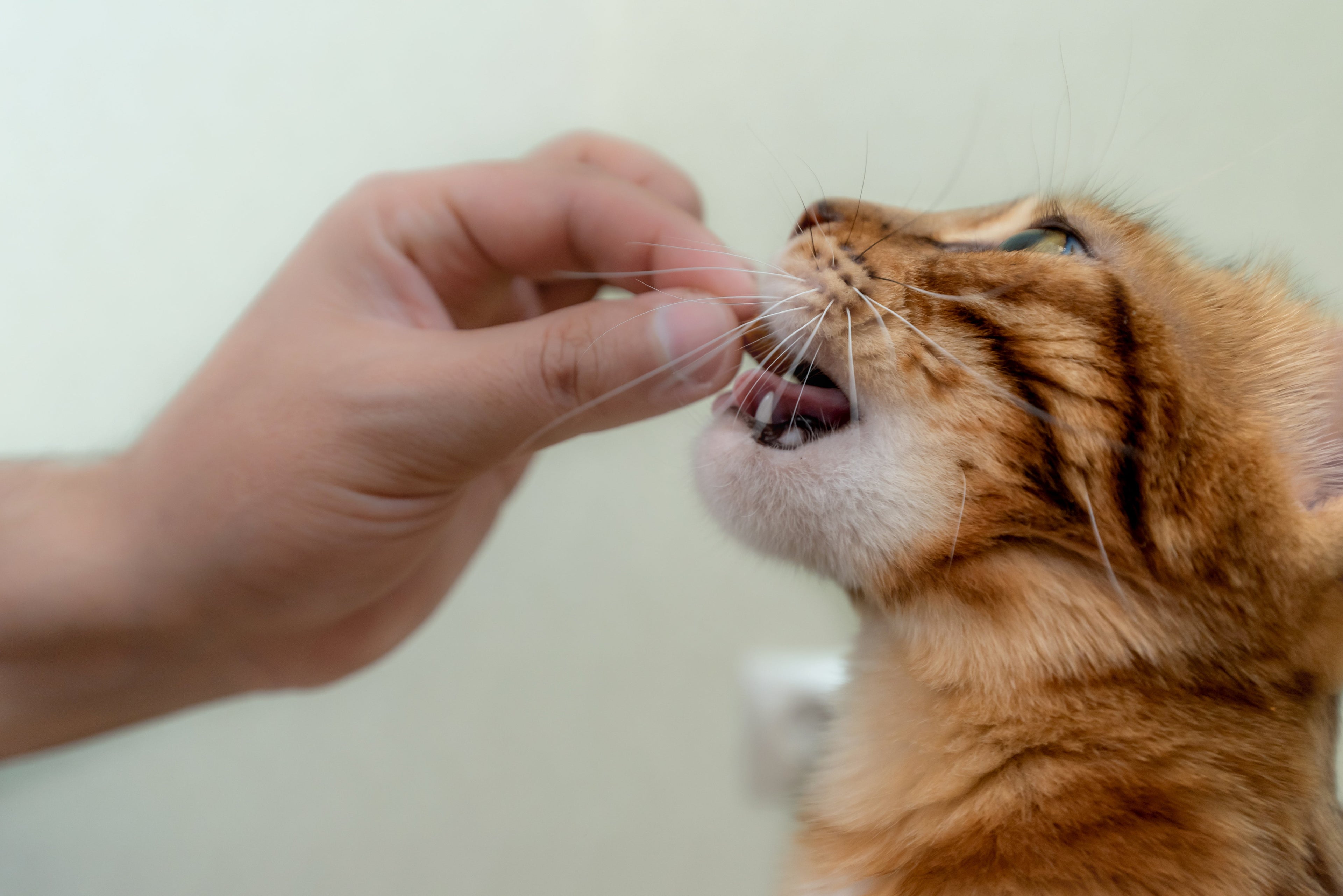 Cat Treats