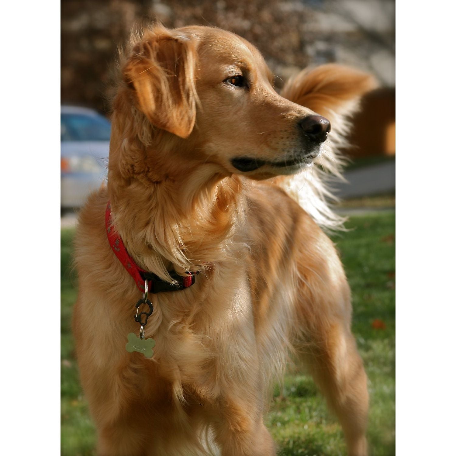 Rubit! Curve Shape Dog Tag Clip Large