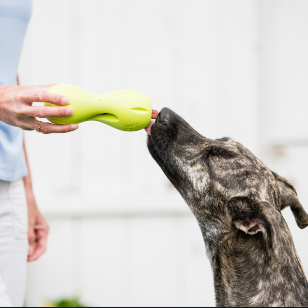 West Paw Zogoflex Qwizl Interactive Treat Dispensing Dog Toy, Large