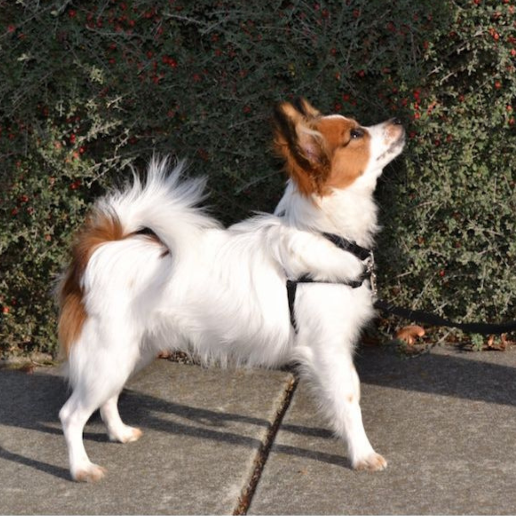 SENSE-ation® No-Pull Dog Harness