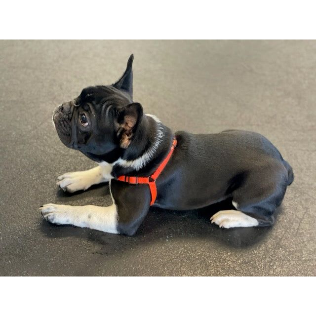 SENSE-ible® No-Pull Dog Harness