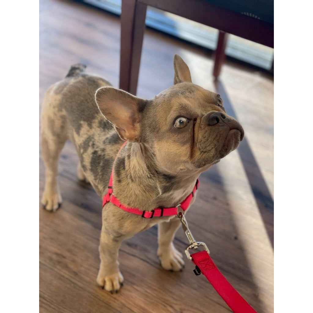 SENSE-ible® No-Pull Dog Harness
