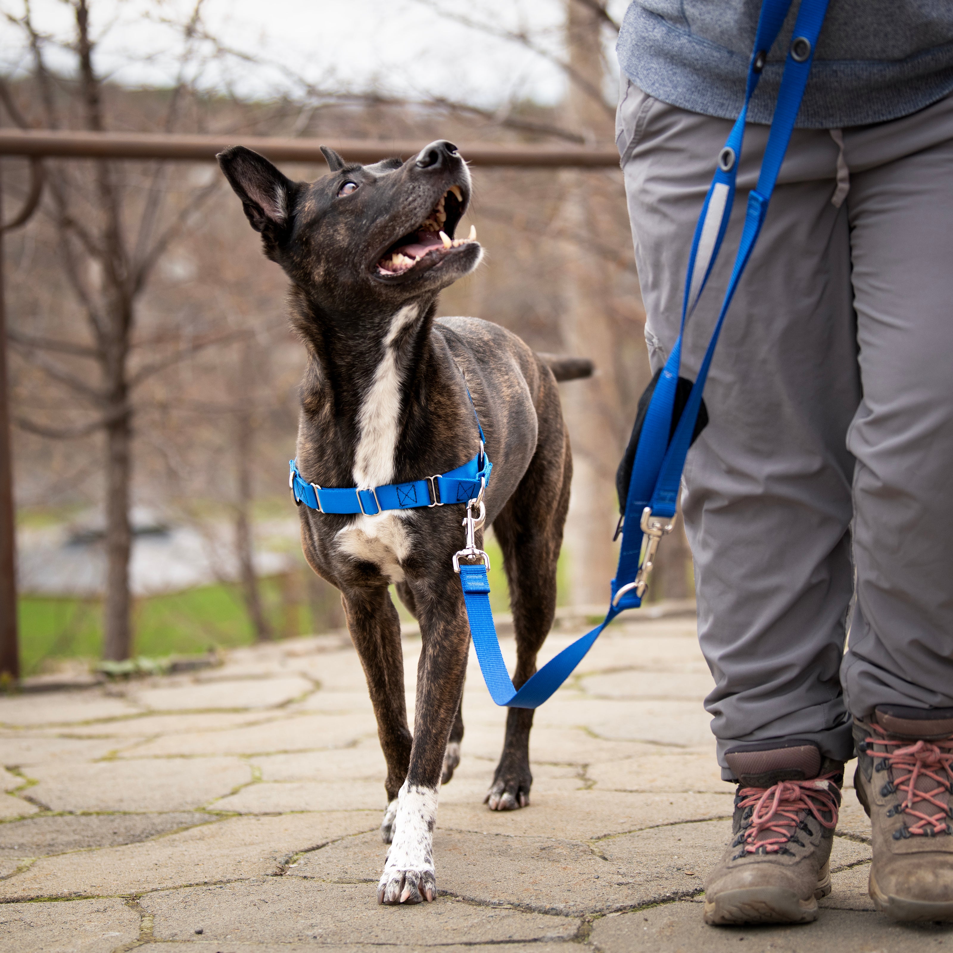 JWalker Side Attachment No-Pull Dog Harness, Blue Jay