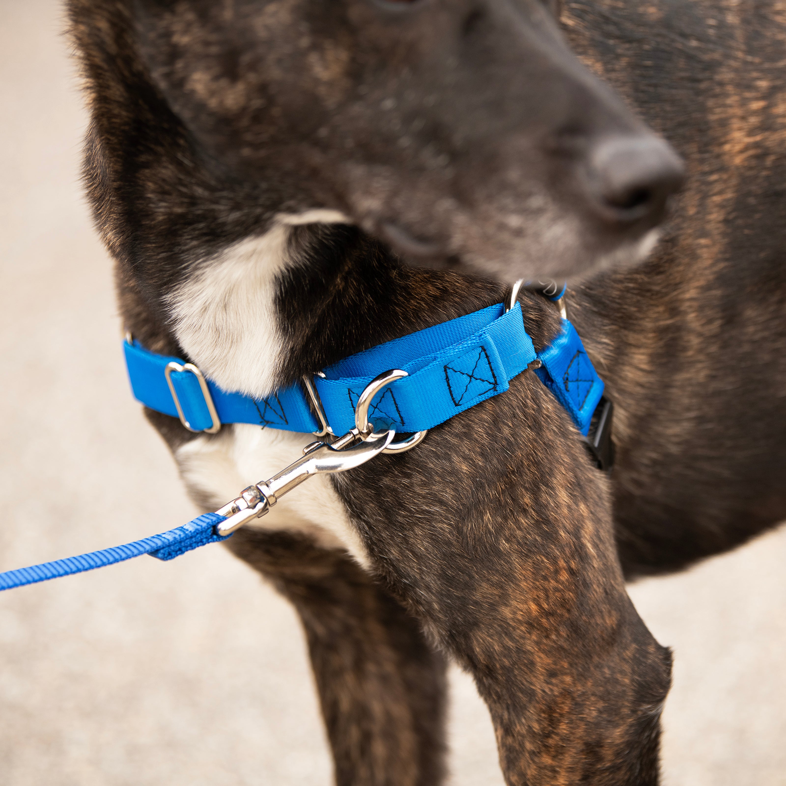 JWalker Side Attachment No-Pull Dog Harness, Blue Jay