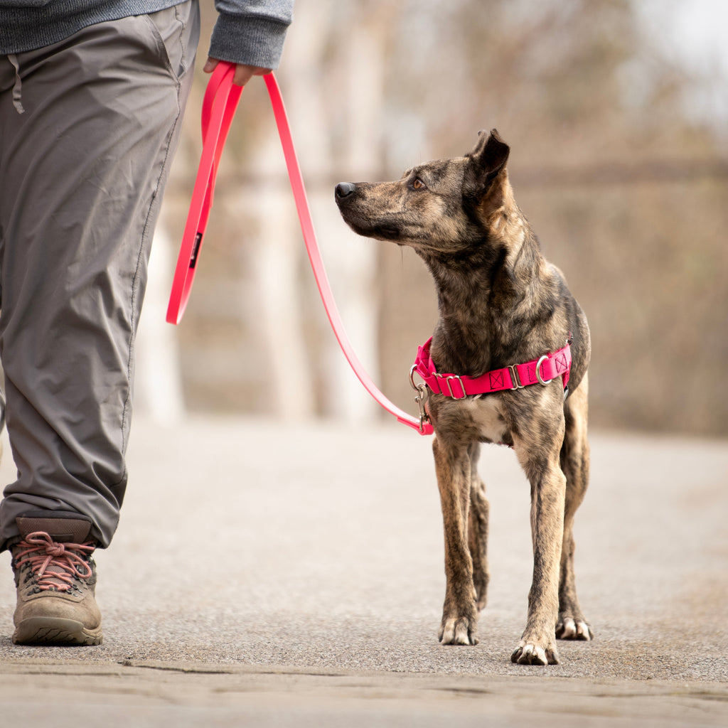 JWalker Side Attachment No-Pull Dog Harness, Cardinal Red