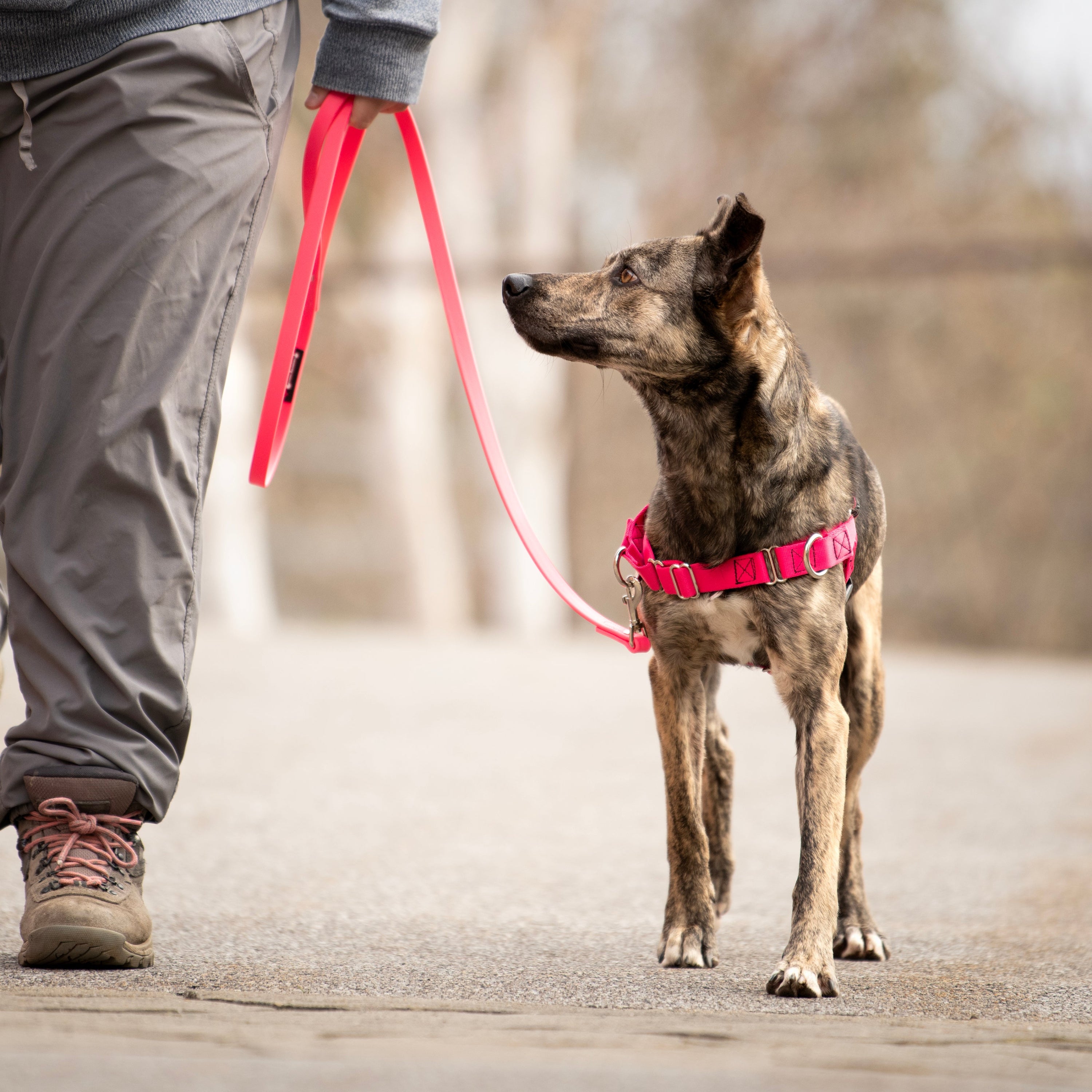 JWalker Side Attachment No-Pull Dog Harness, Cardinal Red