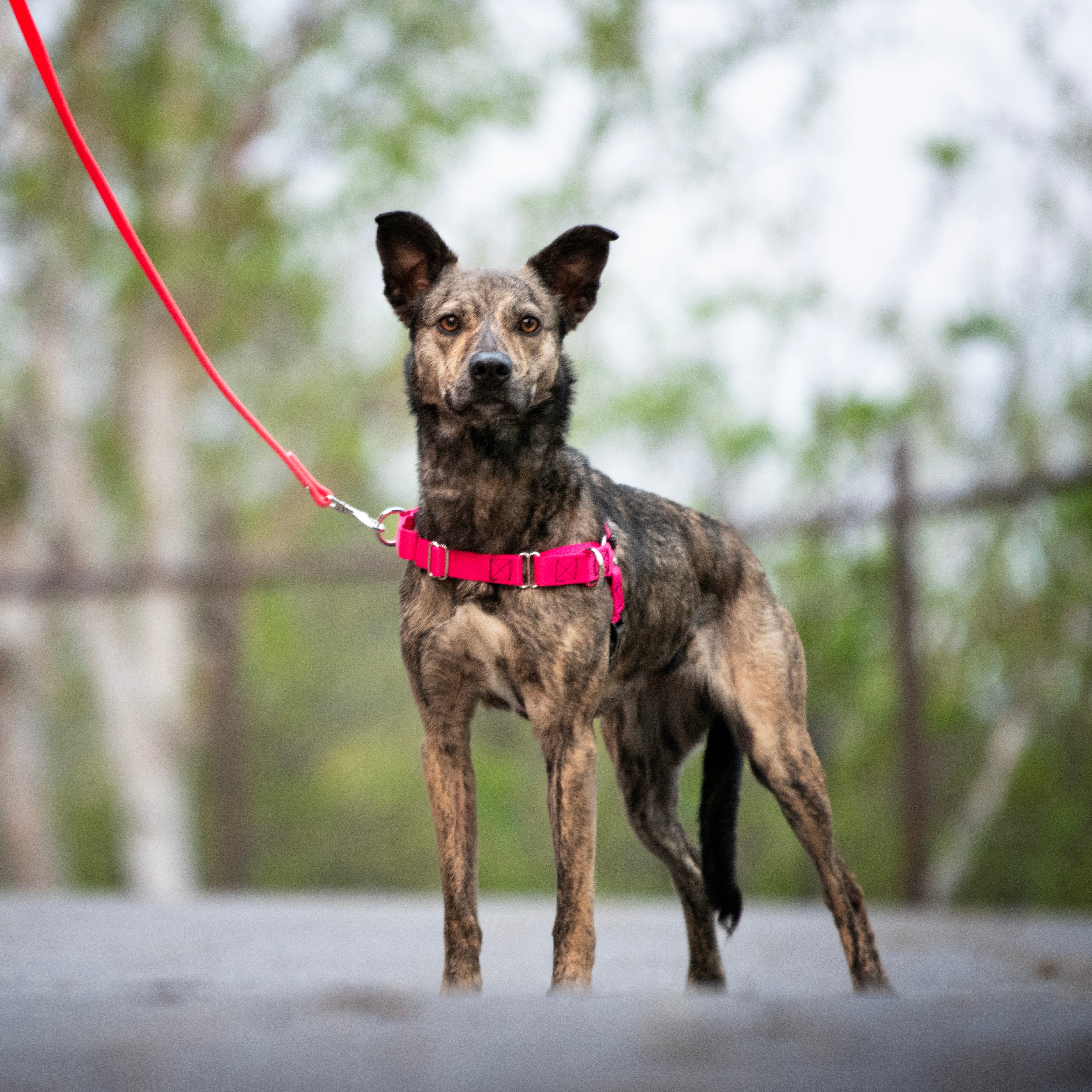 JWalker Side Attachment No-Pull Dog Harness, Raspberry