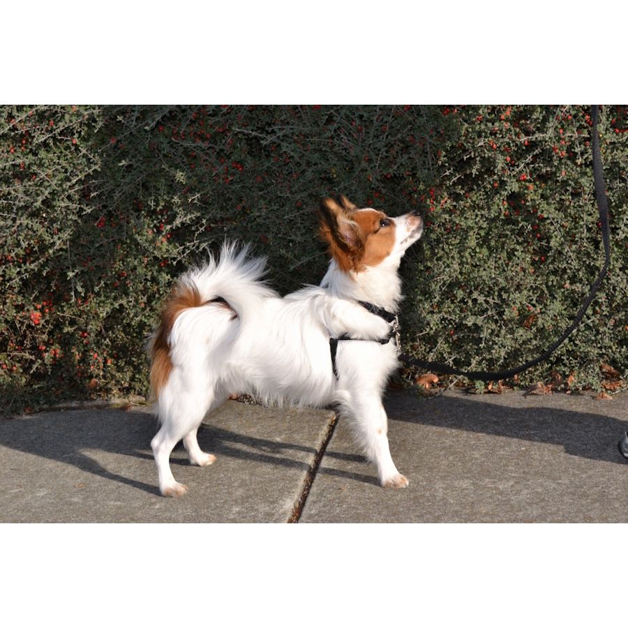 SENSE-ation® No-Pull Dog Harness