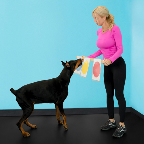 Dog Training Made Simple — The New Owner's Guide to Positive Reinforcement Training