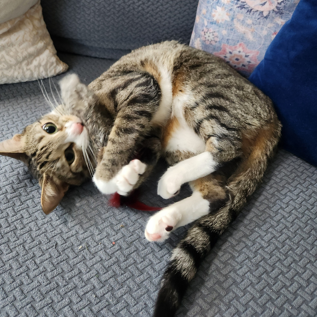 Go Cat Da Fur Thing Cat Toy