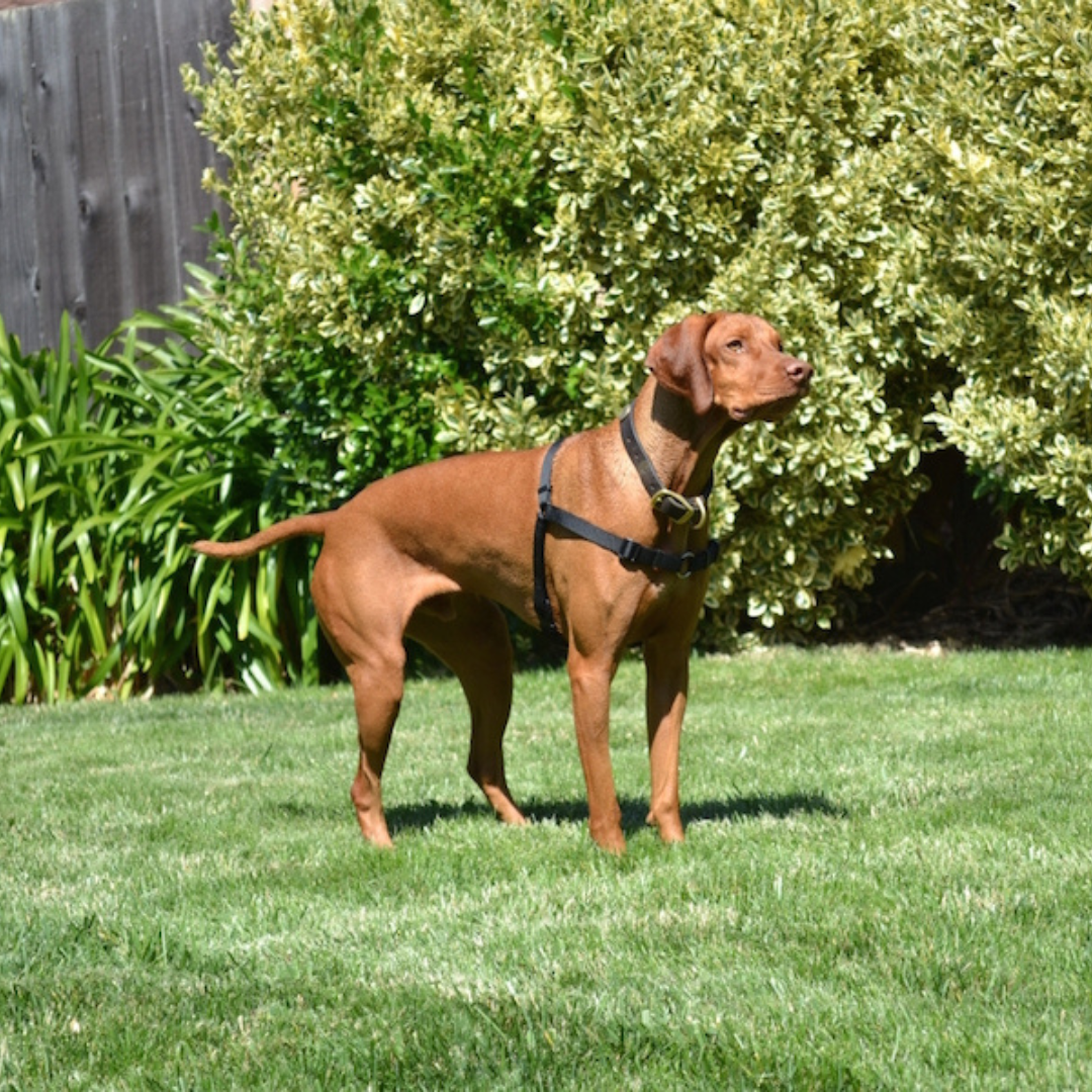 SENSE-ation® No-Pull Dog Harness
