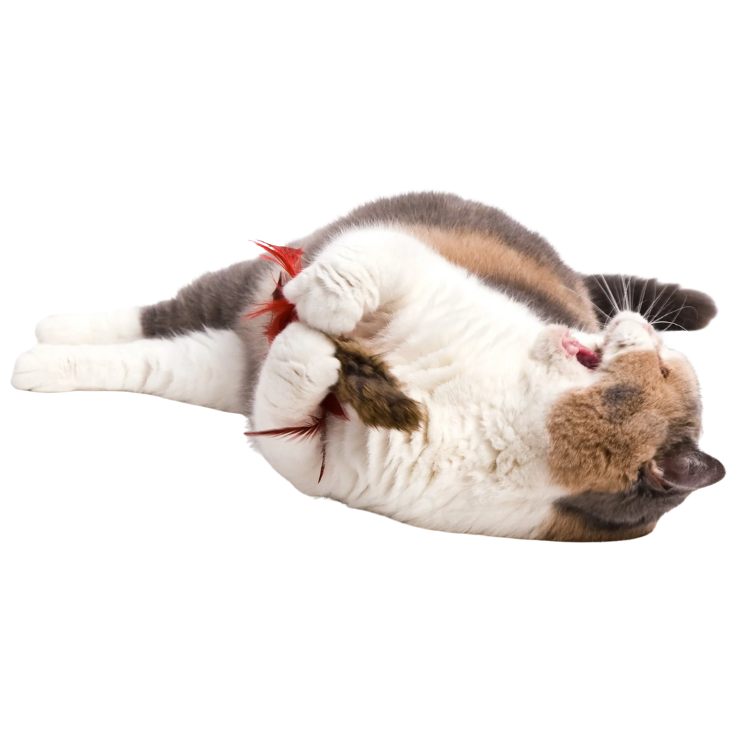 Go Cat Da Fur Thing Cat Toy