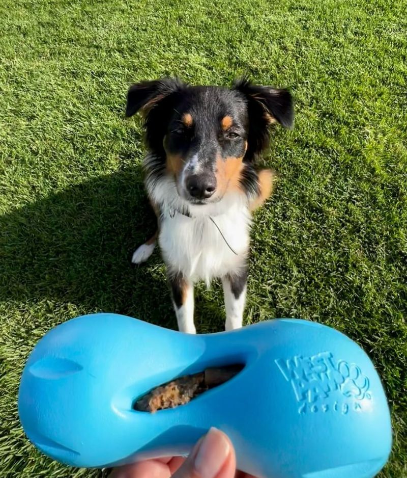 West Paw Zogoflex Qwizl Interactive Treat Dispensing Dog Toy, Large