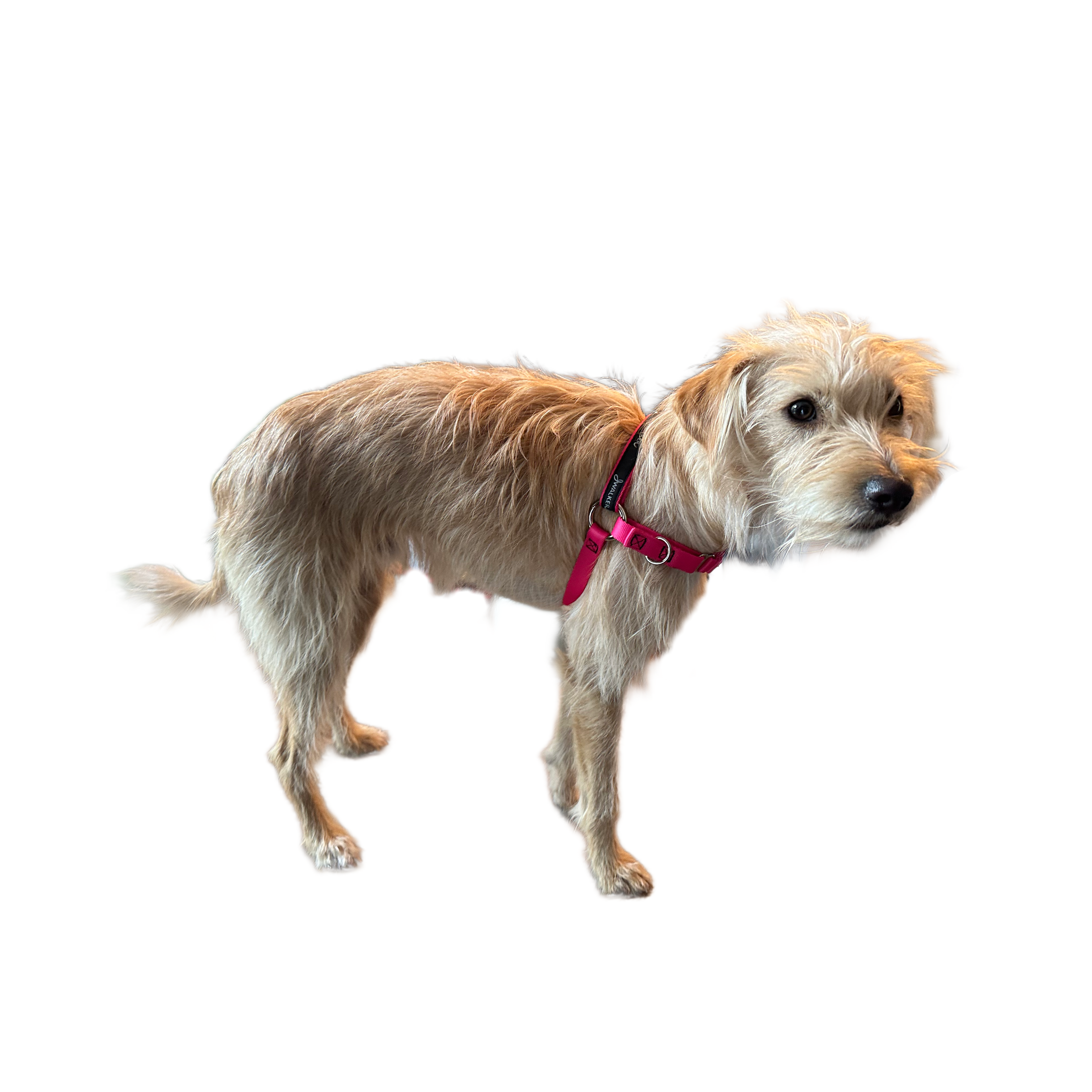 JWalker Side Attachment No-Pull Dog Harness, Raspberry