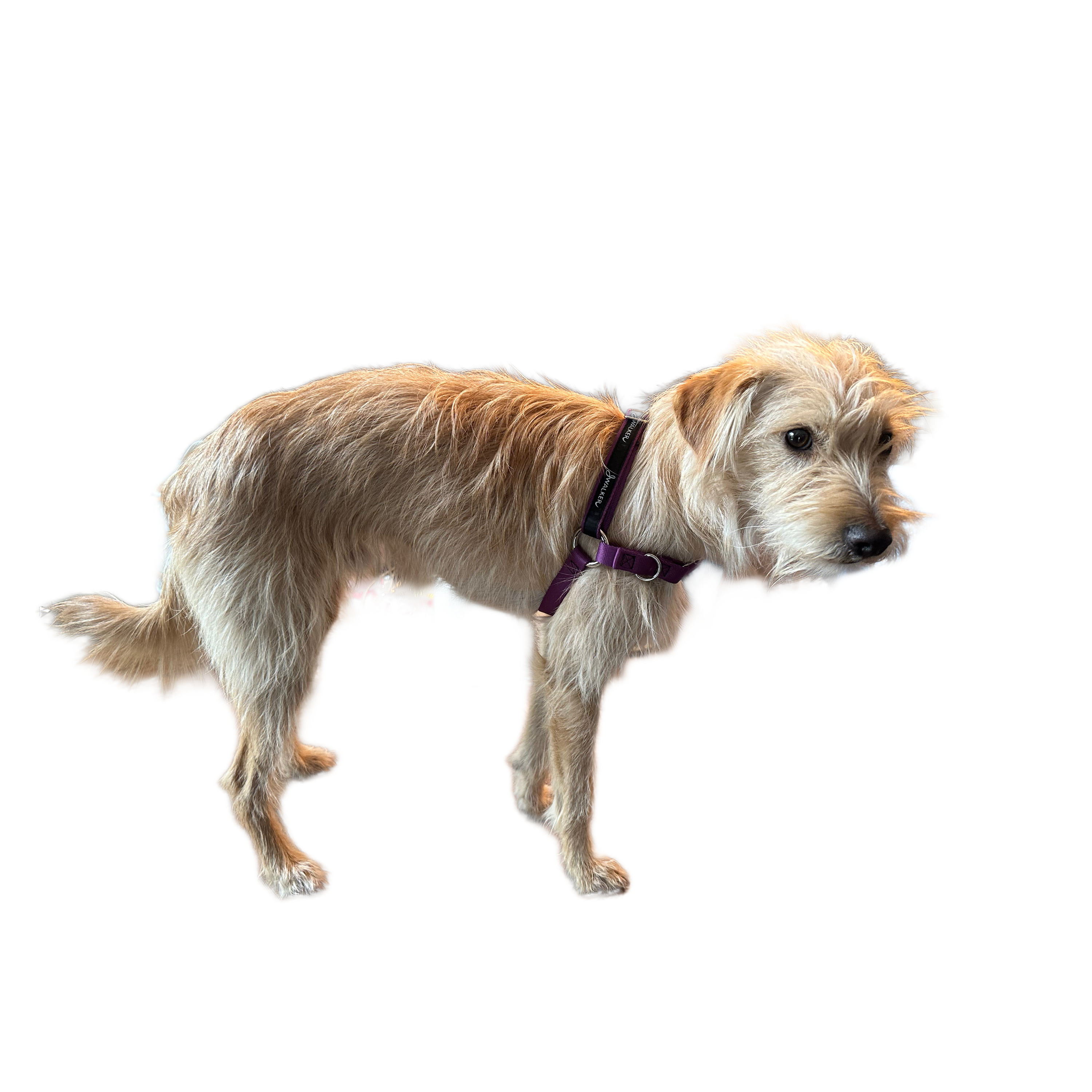 JWalker Side Attachment No-Pull Dog Harness, Eggplant