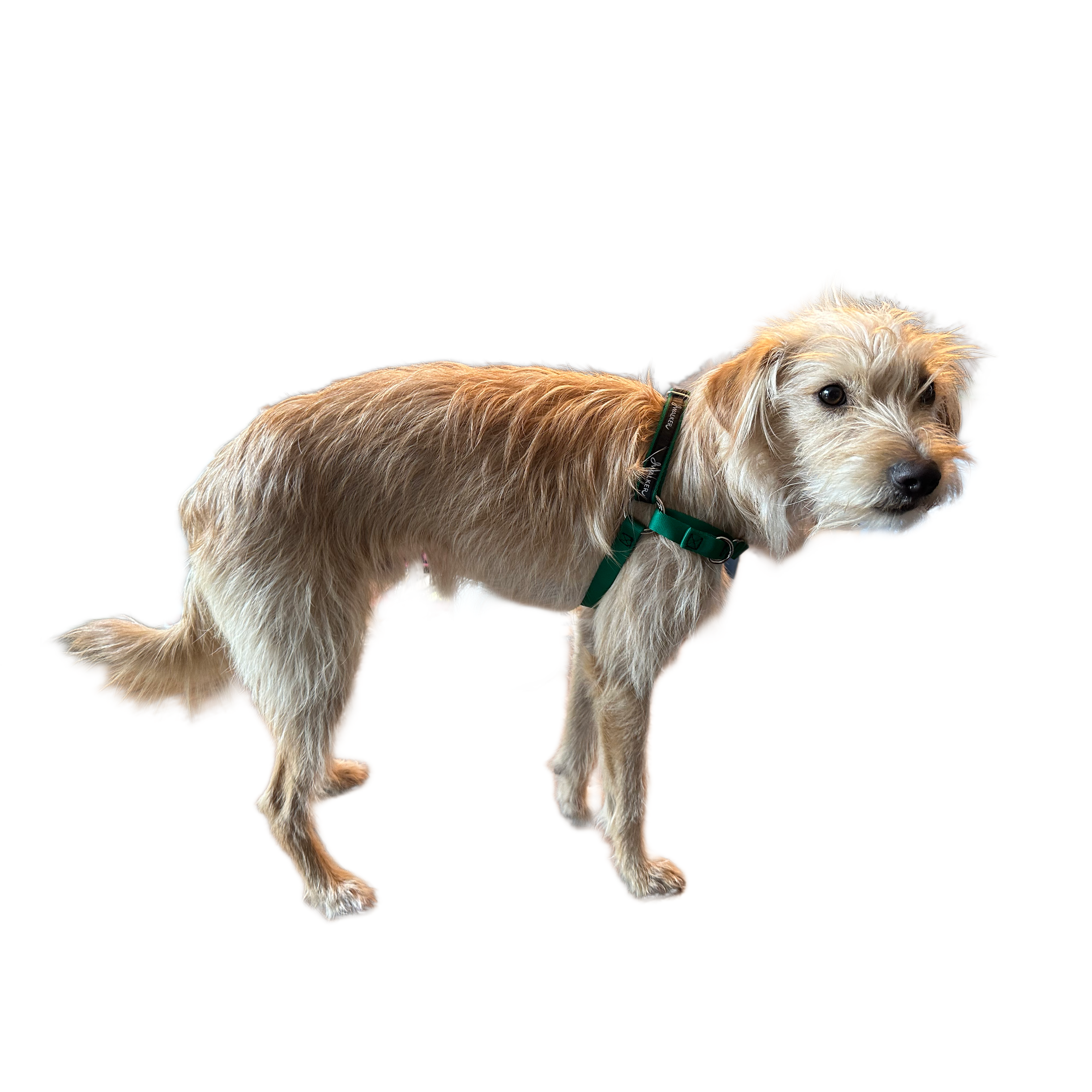 JWalker Side Attachment No-Pull Dog Harness, Emerald Green