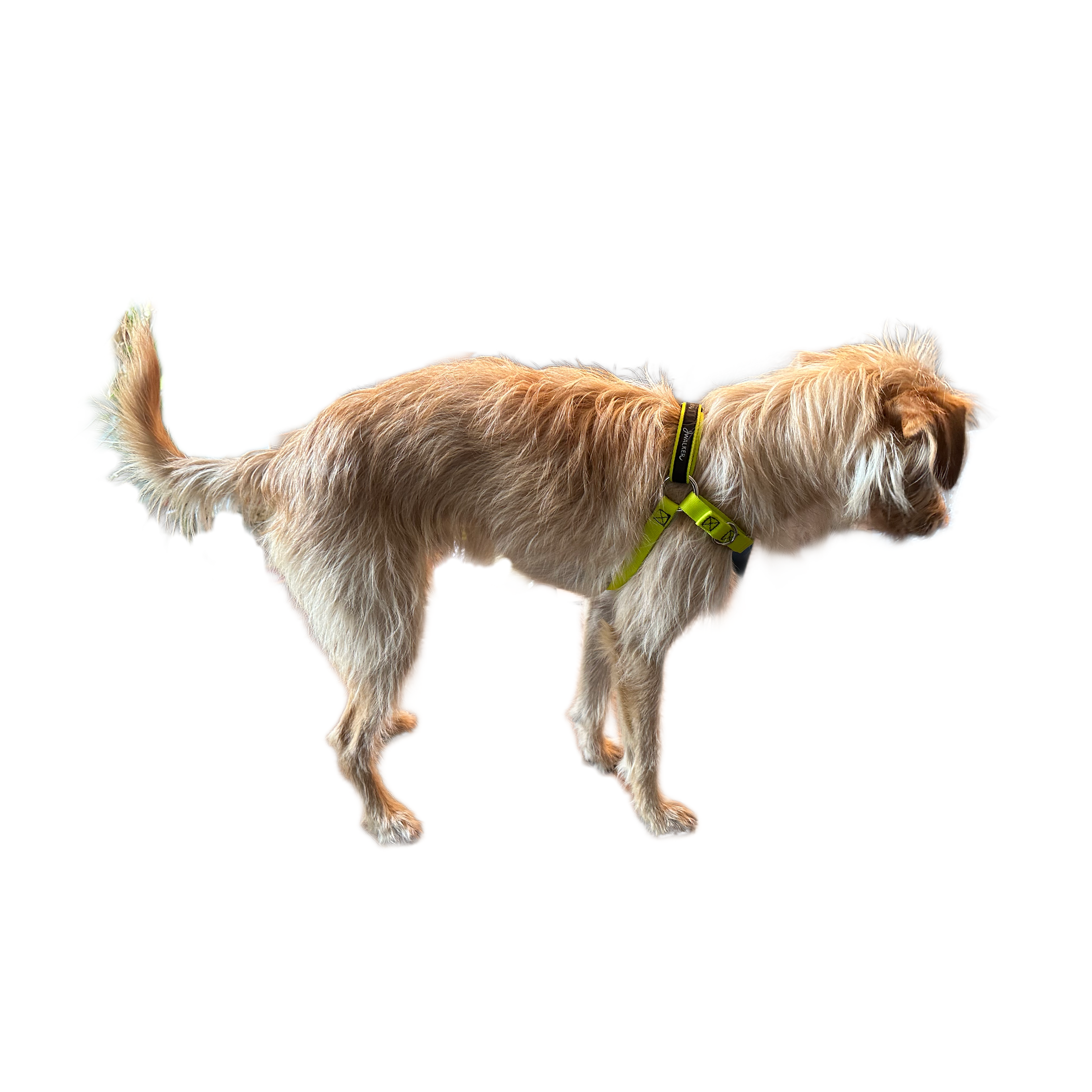JWalker Side Attachment No-Pull Dog Harness, Lime Punch
