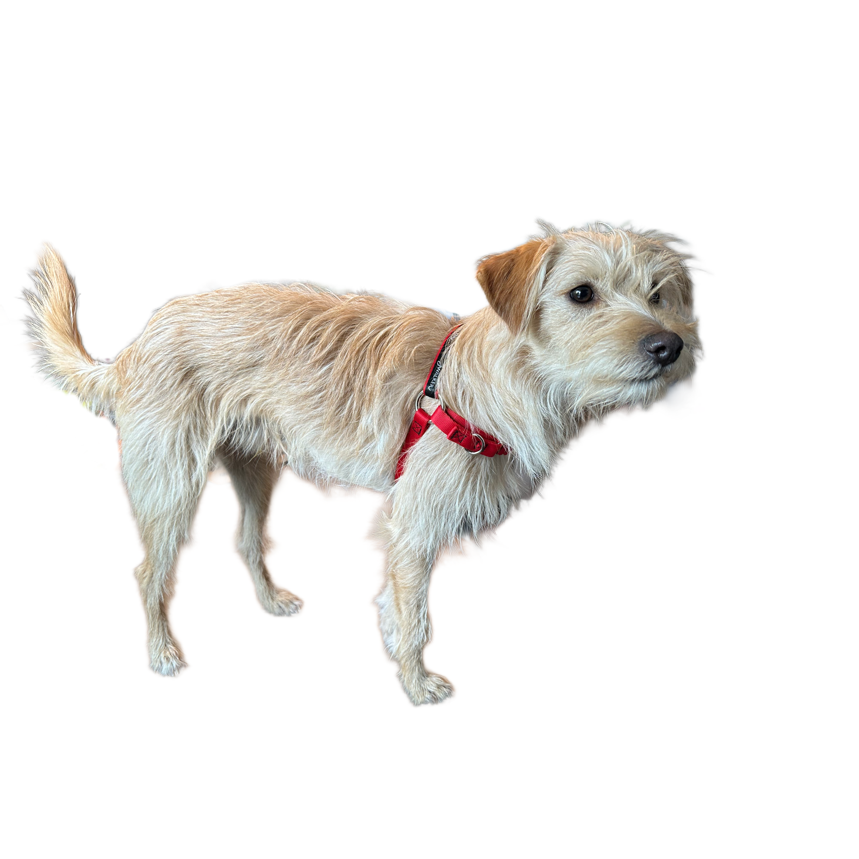 JWalker Side Attachment No-Pull Dog Harness, Cardinal Red