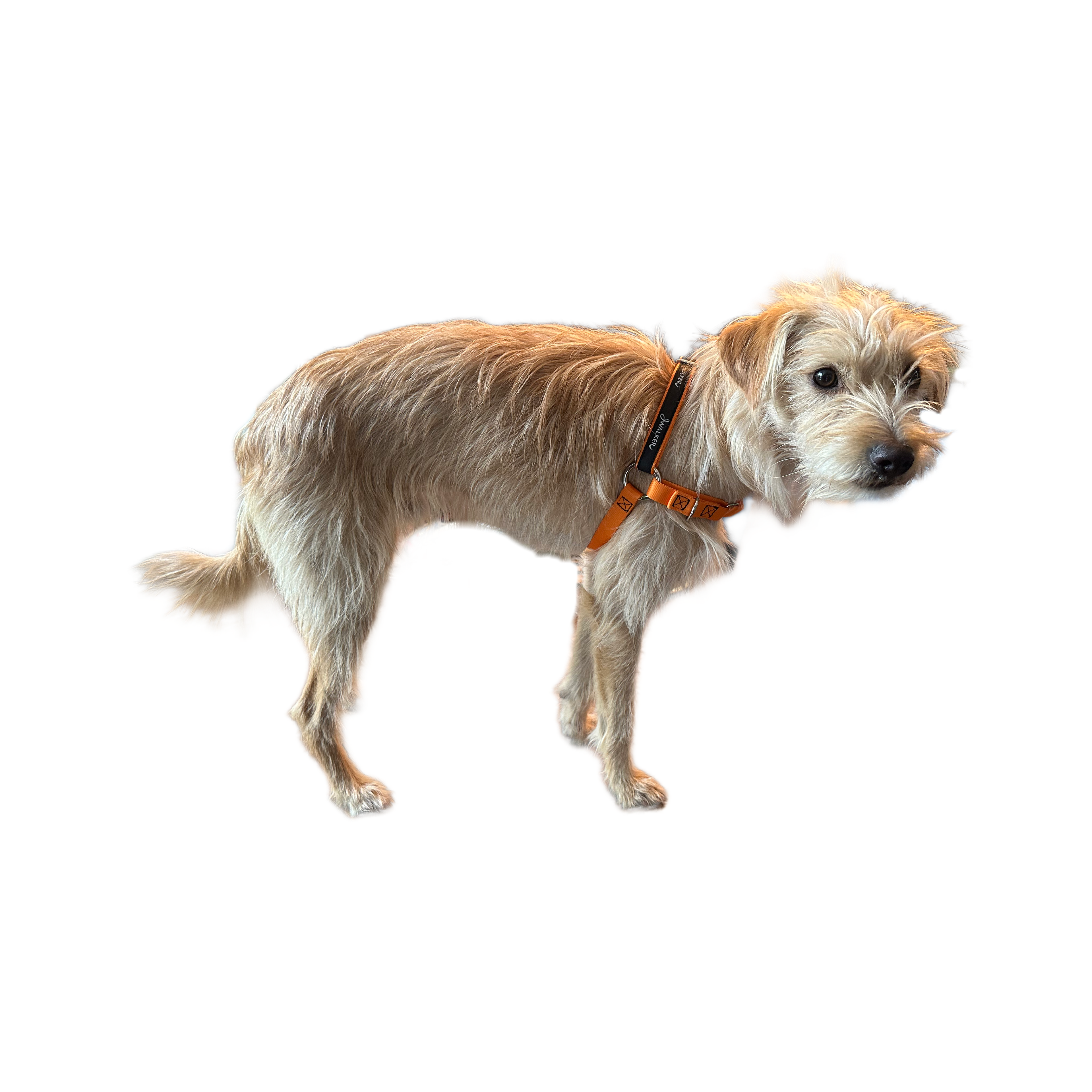 JWalker Side Attachment No-Pull Dog Harness, Tangerine Orange