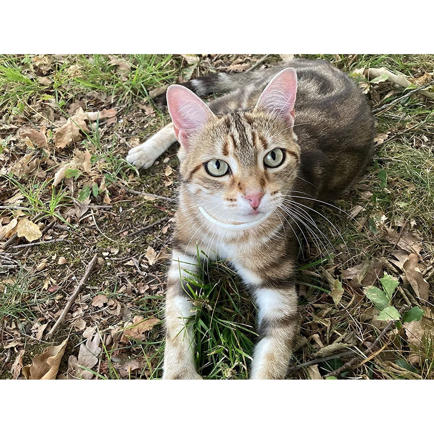 ALZOO All Natural Calming Collar for Cats