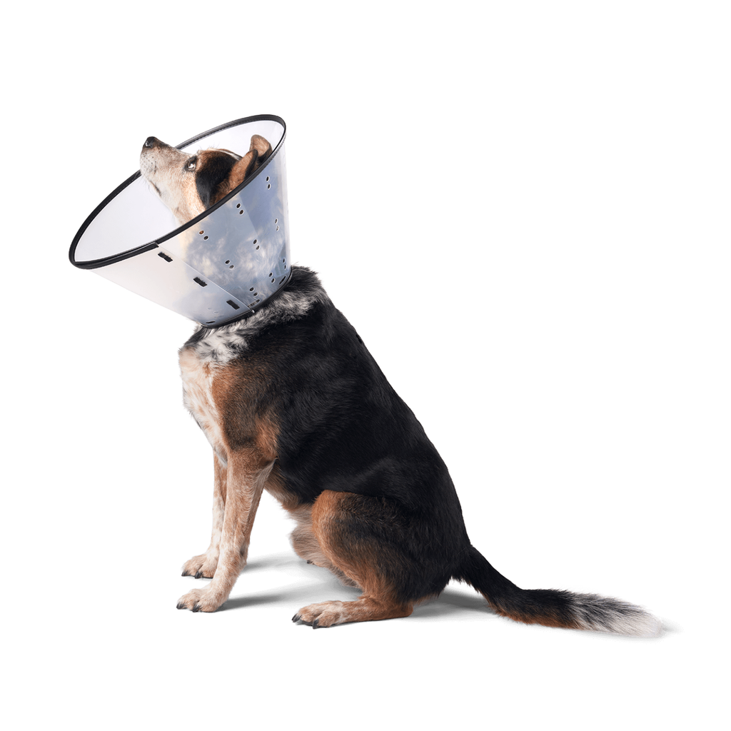 Remedy + Recovery E-Collar for Dogs & Cats — 5 Sizes