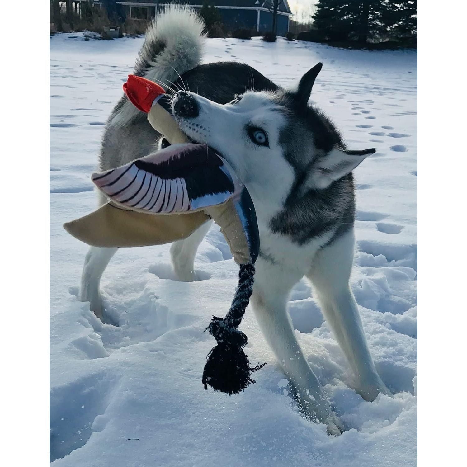 Spunky Pup Fly & Fetch Plush Dog Toy