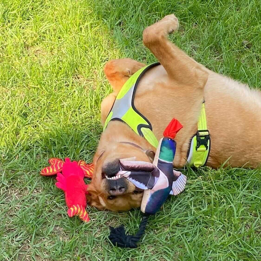 Spunky Pup Fly & Fetch Plush Dog Toy