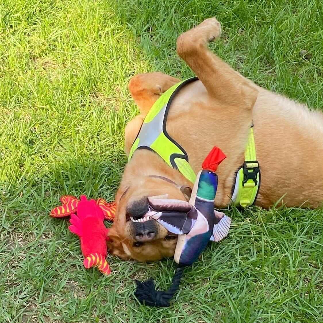 Spunky Pup Fly & Fetch Plush Dog Toy