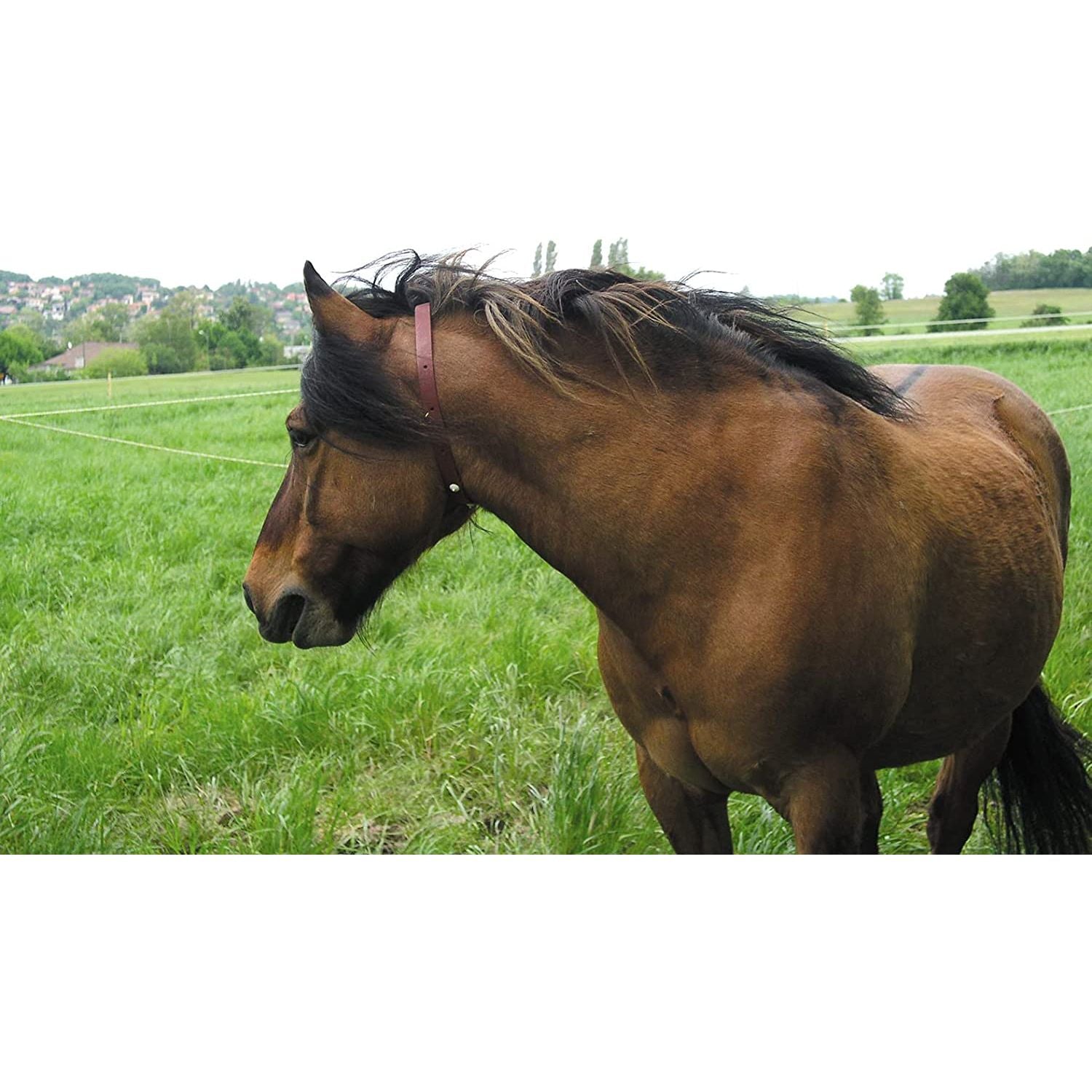 ALZOO Natural Herbal Fly Collar for Horses