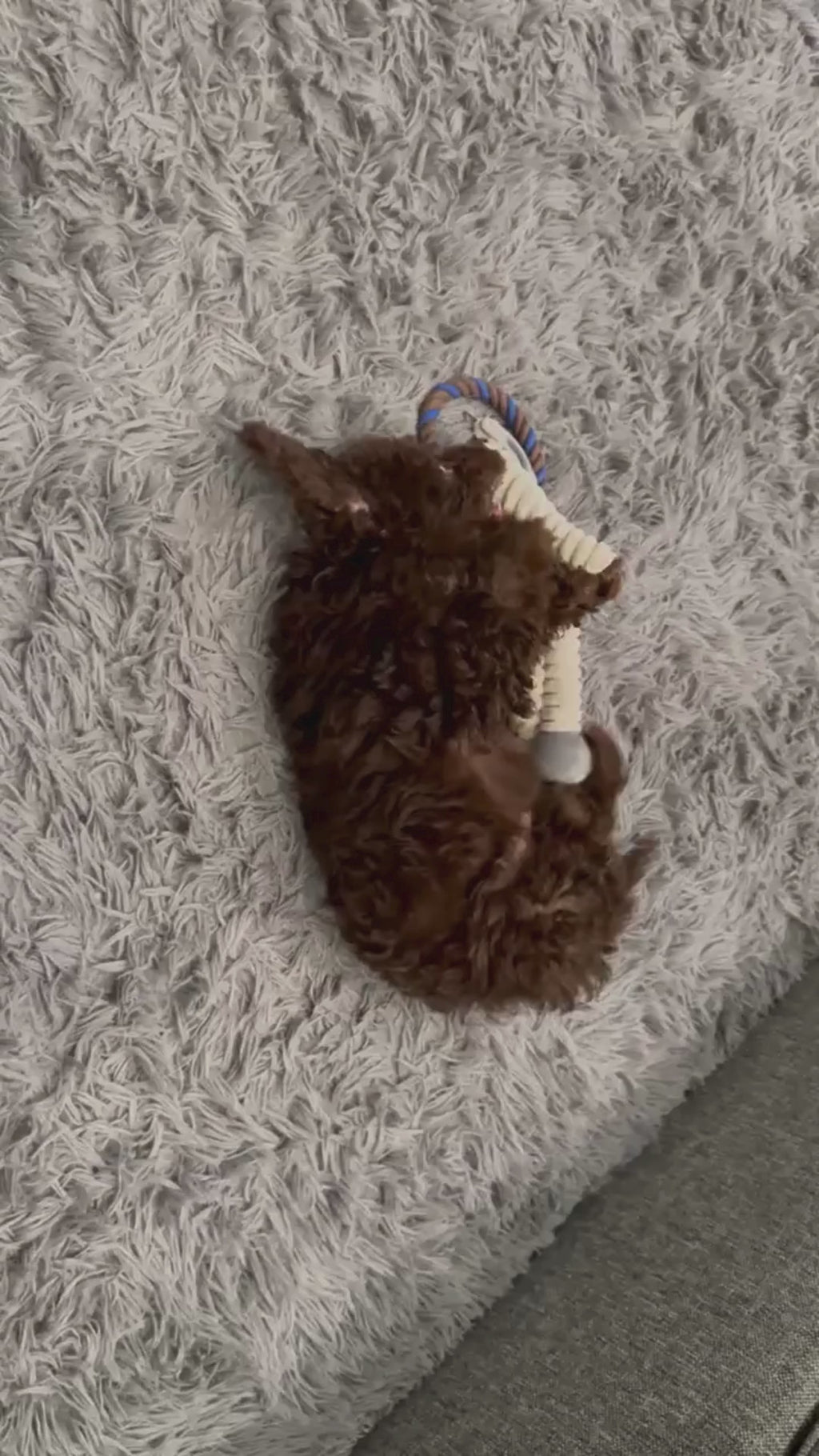 WOOZAPET Rope Dog Toy with Plush Animal & Squeaker