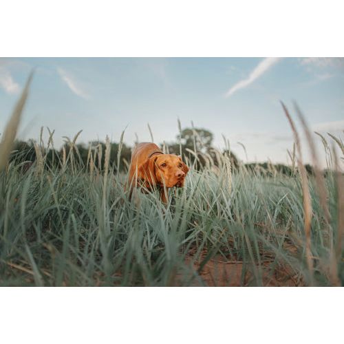 D.T. Systems Training Scent For Dogs 4 oz.